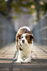 Border Collie gives invitation to play