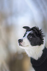 Border Collie Puppy portrait