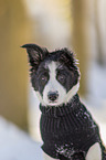 Border Collie Puppy portrait