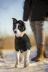 human with Border Collie Puppy