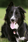 lying Border Collie