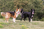 lBorder Collies