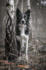sitting Border Collie
