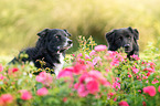 2 Border Collies