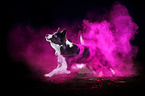 Border Collie with holi powder