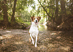 sitting Border Collie