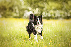 running Border Collie