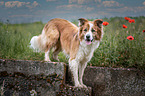 male Border Collie