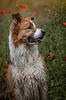 male Border Collie