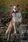 male Border Collie
