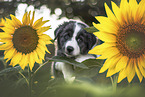 Border Collie puppy