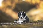 Border Collie puppy