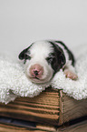 Border Collie puppy