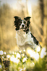 Border Collie Portrait