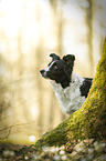 Border Collie Portrait