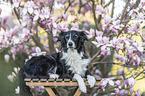 lying Border Collie