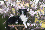 lying Border Collie