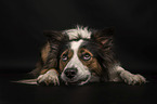 Border Collie in front of black background
