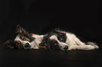 Border Collies in front of black background