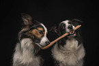 Border Collies in front of black background