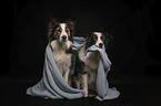 Border Collies in front of black background