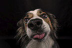 Border Collie in front of black background