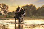 black-and-white Border Collie