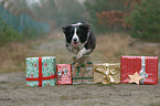 jumping Border Collie