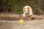 playing Border Collie