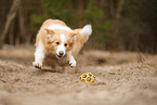 playing Border Collie