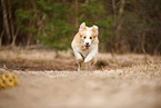 playing Border Collie