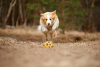 playing Border Collie