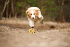 playing Border Collie