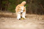 playing Border Collie
