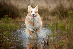 running Border Collie