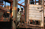 sitting Border Collie
