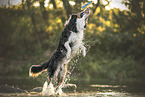 Border Collie in the water