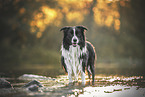 Border Collie in the water
