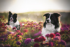 two Border Collies