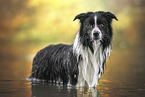 Border Collie in the water