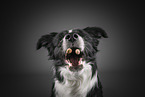 Border collie catches treat