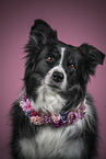 Border Collie with Floral wreath