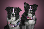 two Border Collies