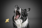 Border collie catches treat