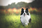 Border Collie on meadow