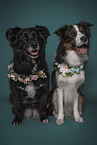 two Border Collies