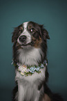 Border Collie with Floral wreath