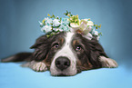 Border Collie with floral wreath