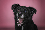 Border collie catches treat