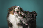 two Border Collies